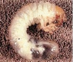 chafer grub