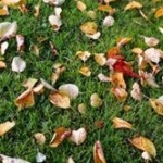 Autumn-Lawn-Care