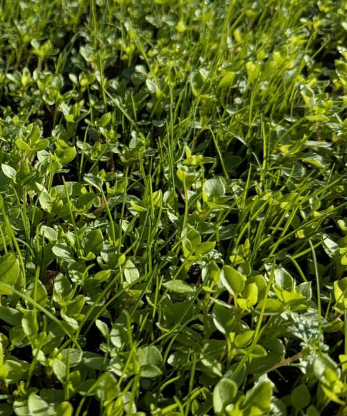 Clover-Turf-Web