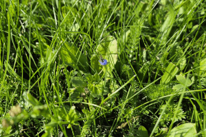 Biodiverse-turf-with-purple-flower-and-hoverfly-2