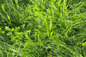 BioScapes-Biodiverse-Turf-2-1