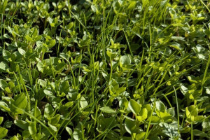 Clover-Turf-Web