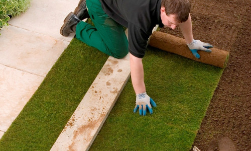 Raycox Turf - Advice