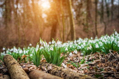 snowdrops-picture-id638762310