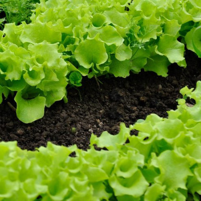 Compost-Bulk-Bag-Lettuce-Salad-Grow-your-own-Free-Delivery