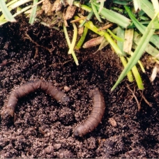 Leatherjackets