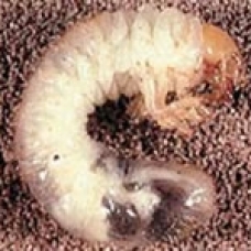 chafer grub