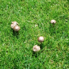 toadstools