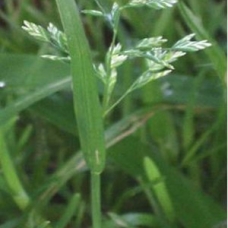 annual-meadow-grass