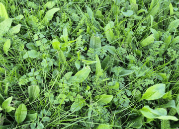 Biodiverse-Turf-main-image-1