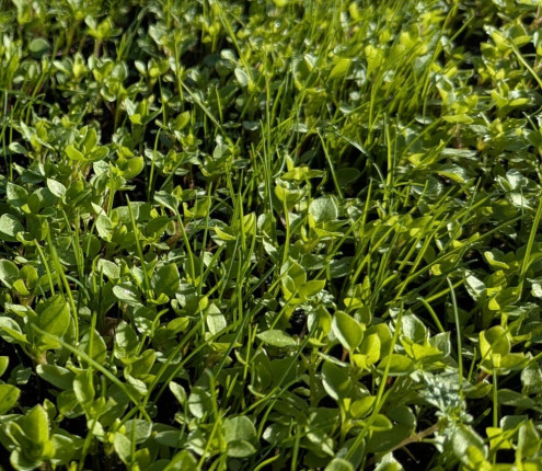 Clover-Turf-Web